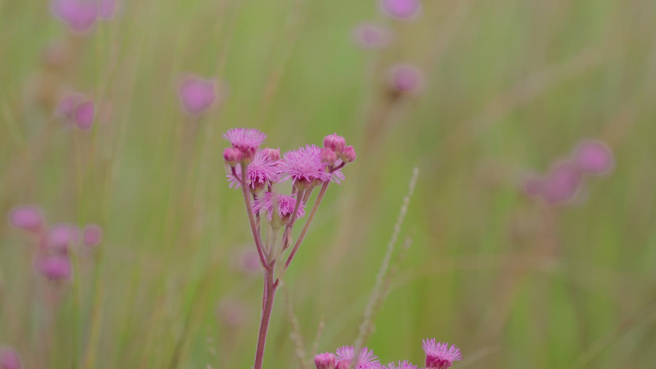 에 있는 분홍색 꽃