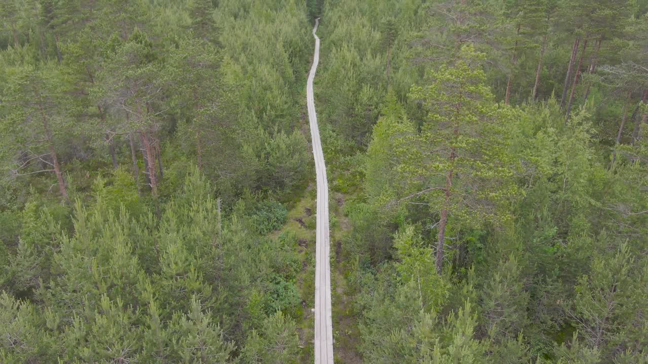 톨린 에스토니아의 습지 나무 하이킹 트레일에서 드론 영상 여름 시간에 4k에서 초록색 나무와 나무 하이닝 트레일