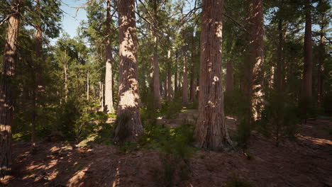 famous-Sequoia-park-and-giant-sequoia-tree-at-sunset