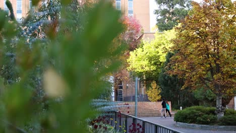 person walking near autumn trees on campus