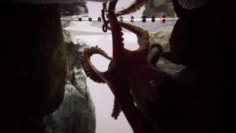 octopus swimming in fish tank