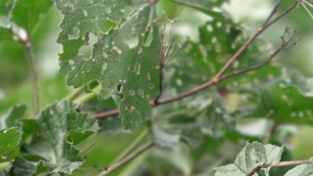 자연, 팬 샷, 필드의 얕은 깊이에서 벌레 먹은 잎에 가까이