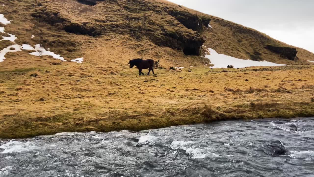 caballo islandés en el paisaje paisajístico de islandia cerca del río kverna