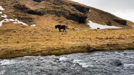 icelandic horse in the scenic nature landscape of iceland near kverna river