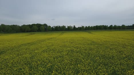 Rapefield-Fast-Flying,-Cloudy-Countryside-South-Sweden,-Österlen,-Tosterup,-Low-Aerial-Shot-Forward