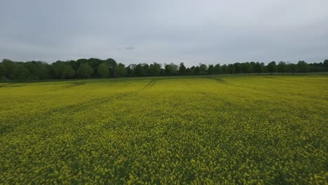 Rapsfeld-Schnell-Fliegend,-Bewölktes-Land-Südschweden,-Österlen,-Tosterup,-Niedriger-Luftschuss-Nach-Vorne