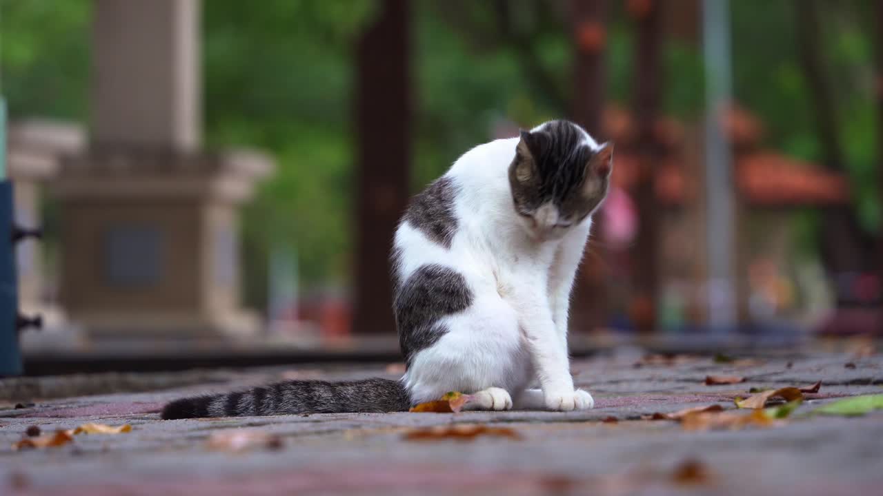 Beautiful lost cat spotted on the street alone without a home or owner, preening, grooming and cleaning its fur at the park, ground level close up shot, concept of animal tubal ligation and sterilized