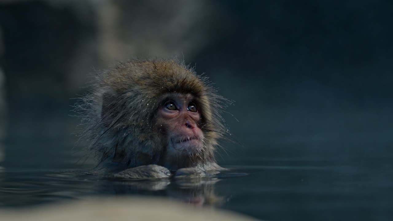 un juguetón pequeño mono disfruta de un momento de serenidad en las aguas termales de jigodukani, tocando suavemente su boca mientras se empapa en las aguas cálidas y humeantes.