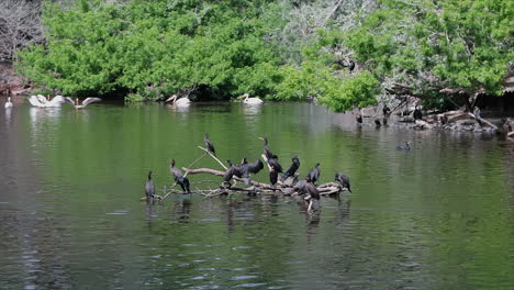 great cormorants and great white pelicans on the river - wide shot