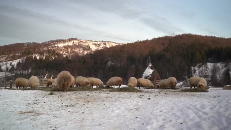 romanian icelandic sheep eat hay spread out on the snow during a cold winter