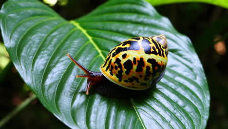 colorful snail on a vibrant green leaf