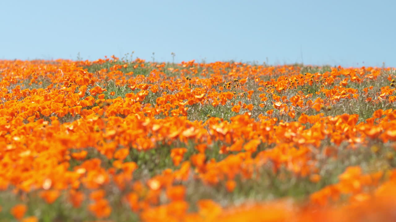 Vasto campo di papaveri selvatici dorati che ondeggiano al vento