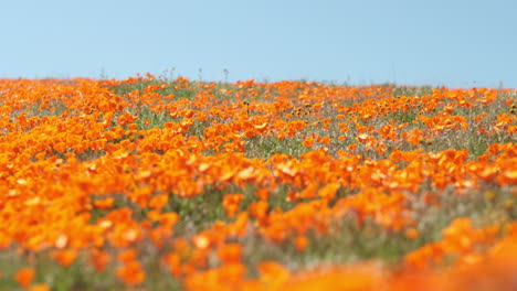 Enorme-Campo-De-Flores-Silvestres-De-Amapola-Dorada-Que-Sopla-En-El-Viento