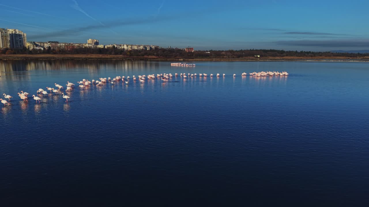 Flamingos gather in water during a bright day near a city