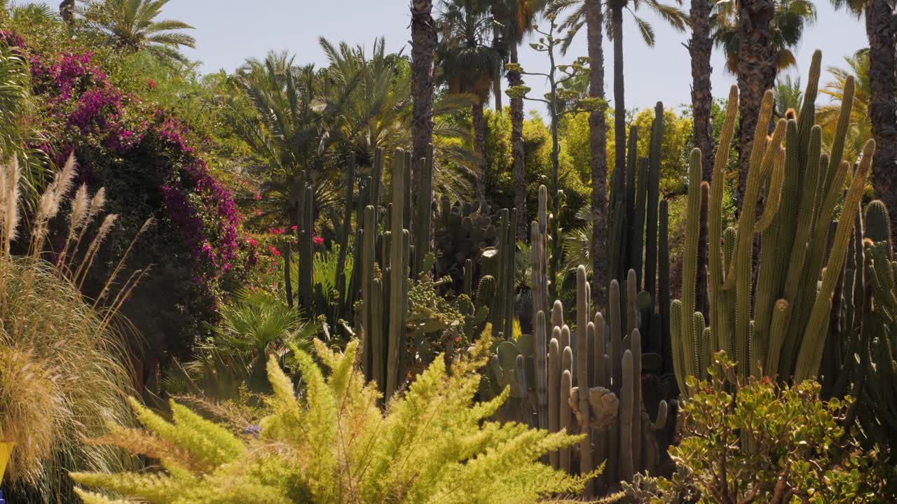 jardine majorelle en marrakech, marruecos, áfrica, jardín mágico de yves saint laurent, flores cactus árboles de fondo