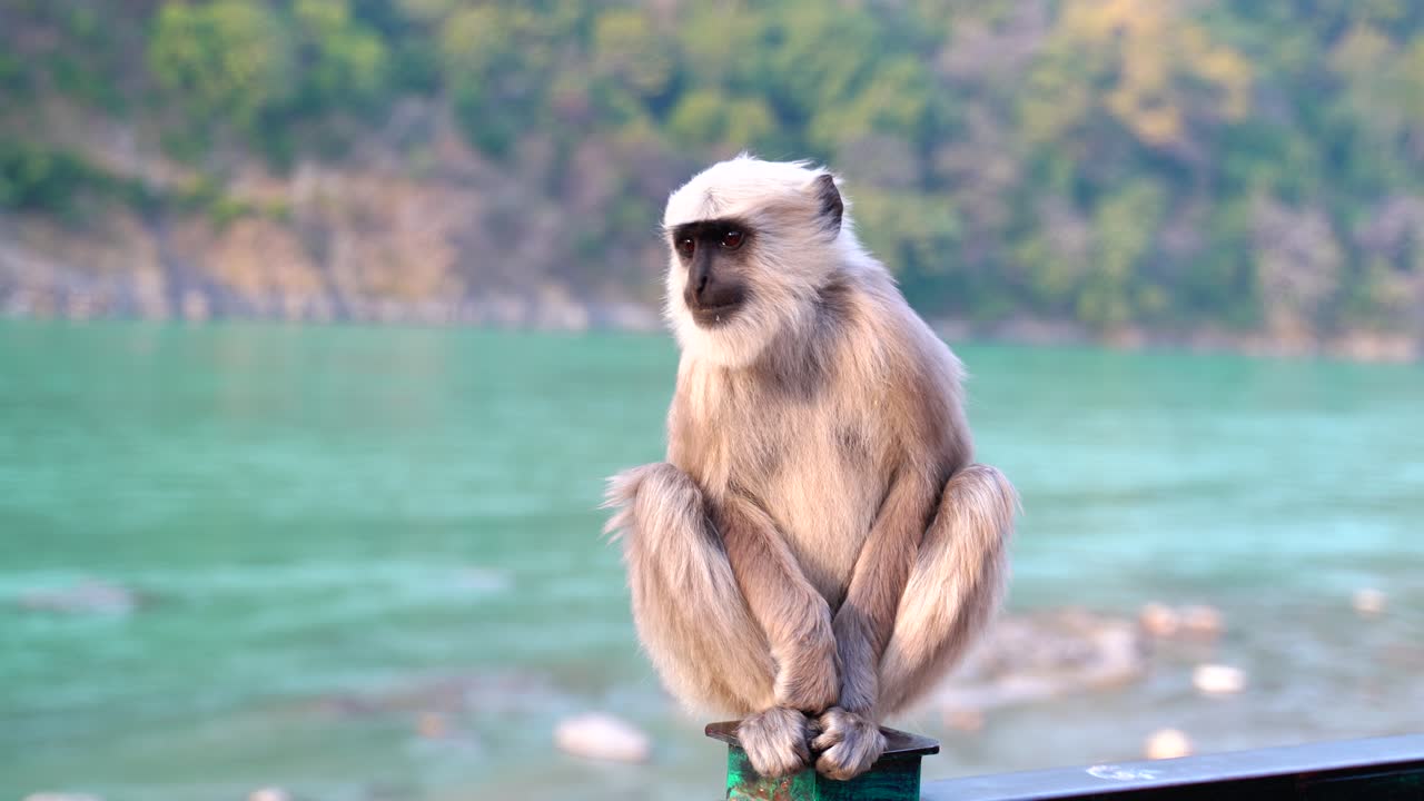 野生動物とは、伝統的に家畜化されていない動物種を指します-5