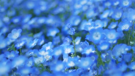 close up zooming into blue nemophila flower in blue garden with soft focusing in summer spring sunshine day time -tokyo, japan -4k uhd video movie footage short