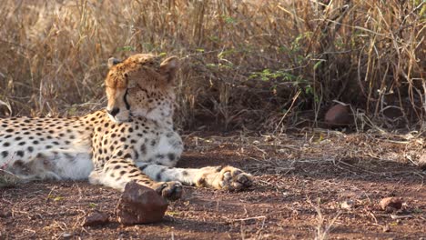 Ruhender-Gepard-Im-Hohen-Savannengras-Zuckt-Mit-Den-Ohren-Nach-Lästigen-Fliegeninsekten