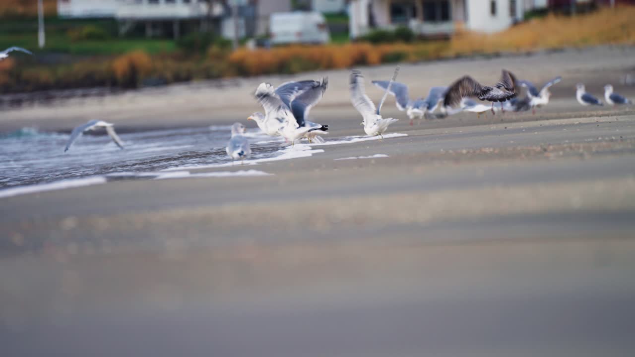 갈매기가 서핑에서 이륙하고 날고 있습니다.