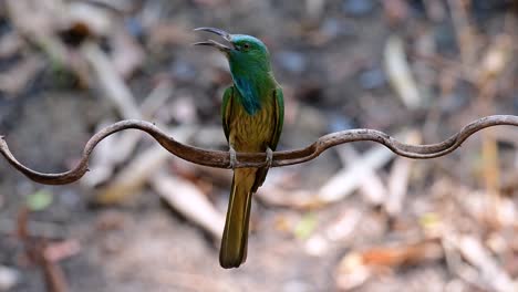 The-Blue-bearded-Bee-eater-is-found-in-the-Malayan-peninsula-including-Thailand-at-particular-forest-clearings