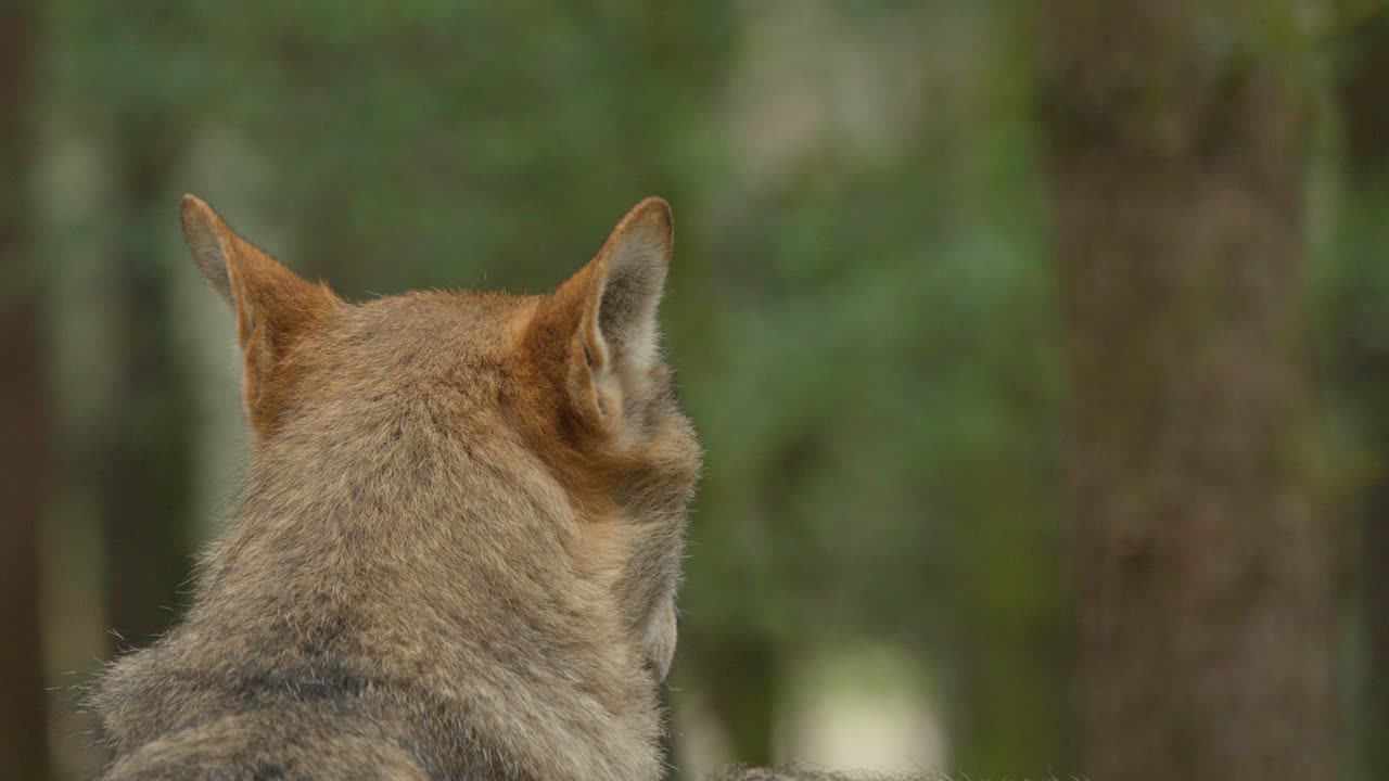 Wolf sits alert in forest, ears twitching, natural daylight, close-up, steady camera, tranquil mood