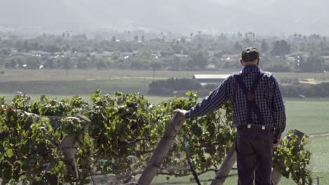 Un-Anciano-Agricultor-Inspecciona-Manzanas-Y-Uvas-De-Vino-En-Un-Rancho-En-Las-Ricas-Tierras-Agrícolas-Del-Valle-De-Lompoc,-California-2