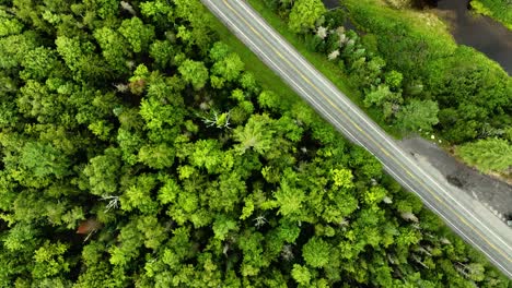 tracking amongst the forest tops in new york