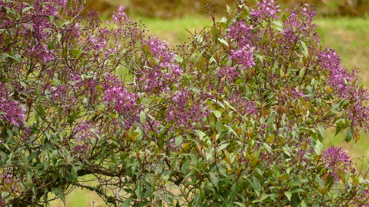 pequeño colibrí volando alrededor de flores rosas y alimentándose del néctar
