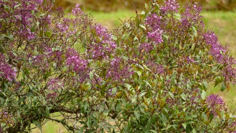 Small-hummingbird-flying-around-pink-flowers-and-feeding-on-the-nectar