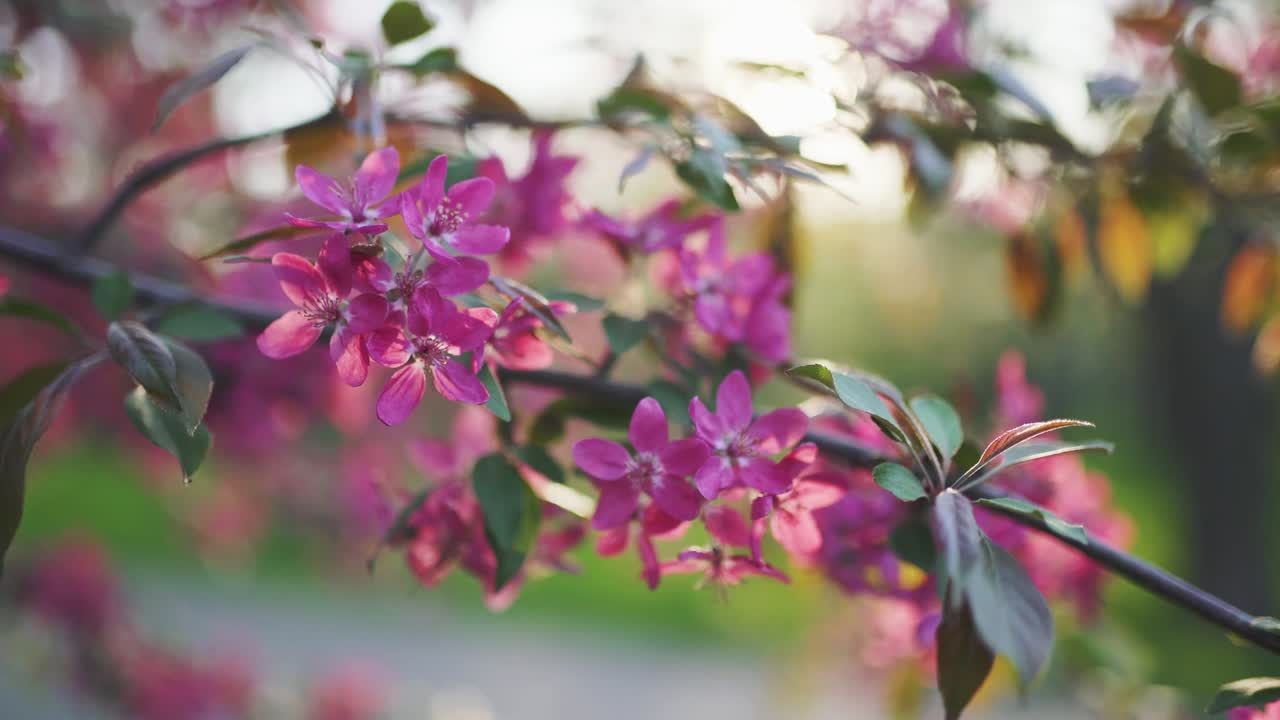 봄 꽃, 체리 또는 사쿠라 나무 가지 꽃, 일몰 배경