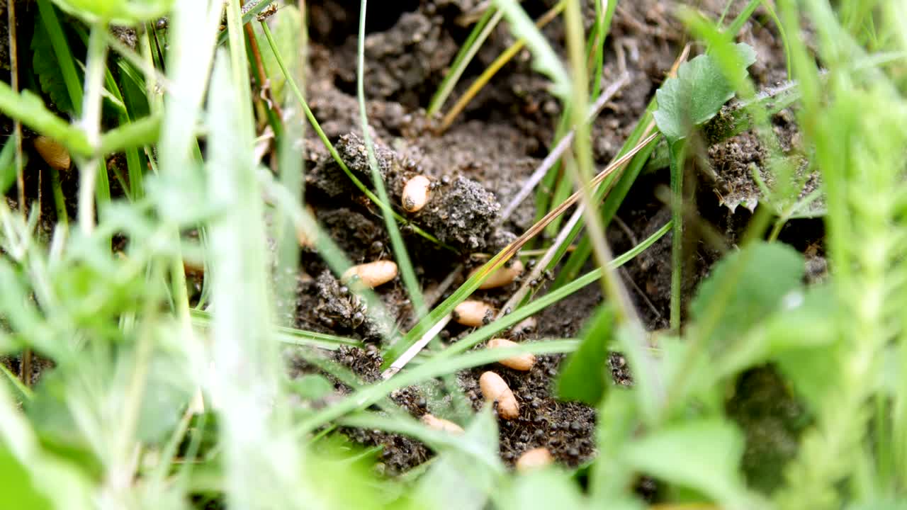 잔디에 있는 개미집: 많은 개미들이 땅 위에서 달려다니며 알과 새끼를 구하고 있다.