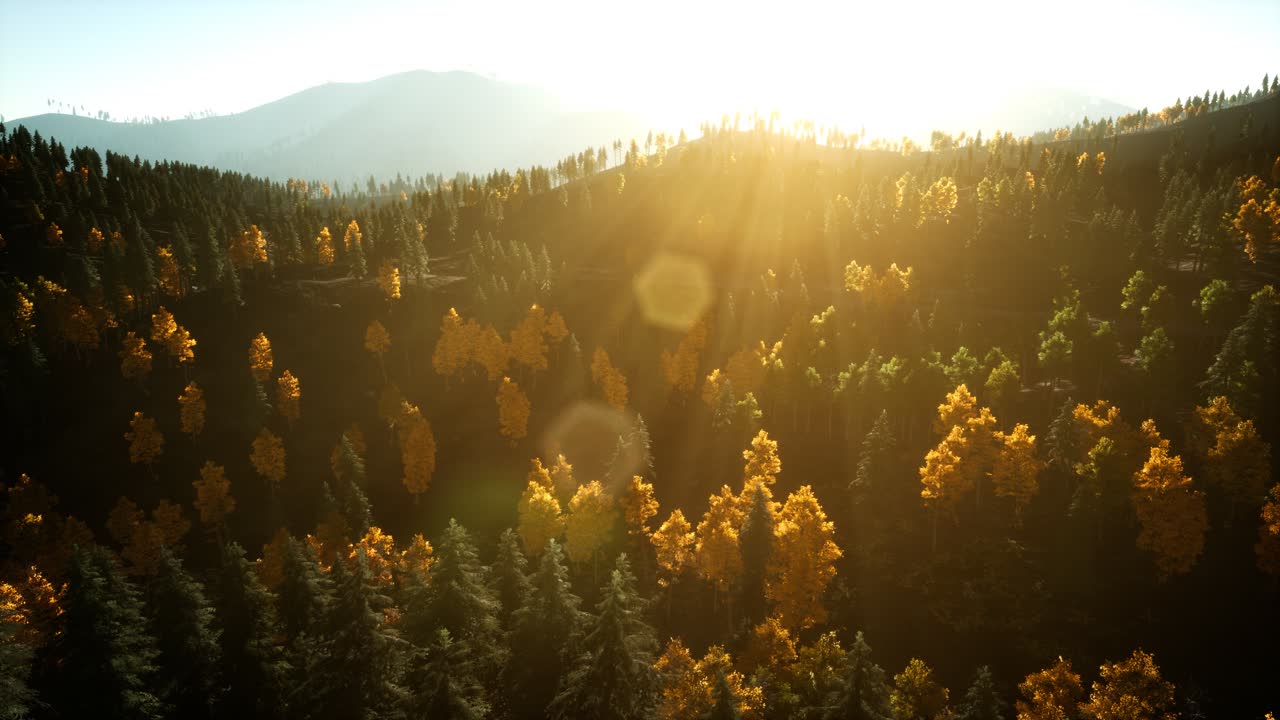 해질녘 산에 있는 소나무 숲 위로 공중 드론 보기 비행