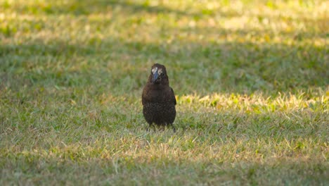 Closeup-of-thick-billed-weaver-cracking-nut-between-its-beak,-South-Africa