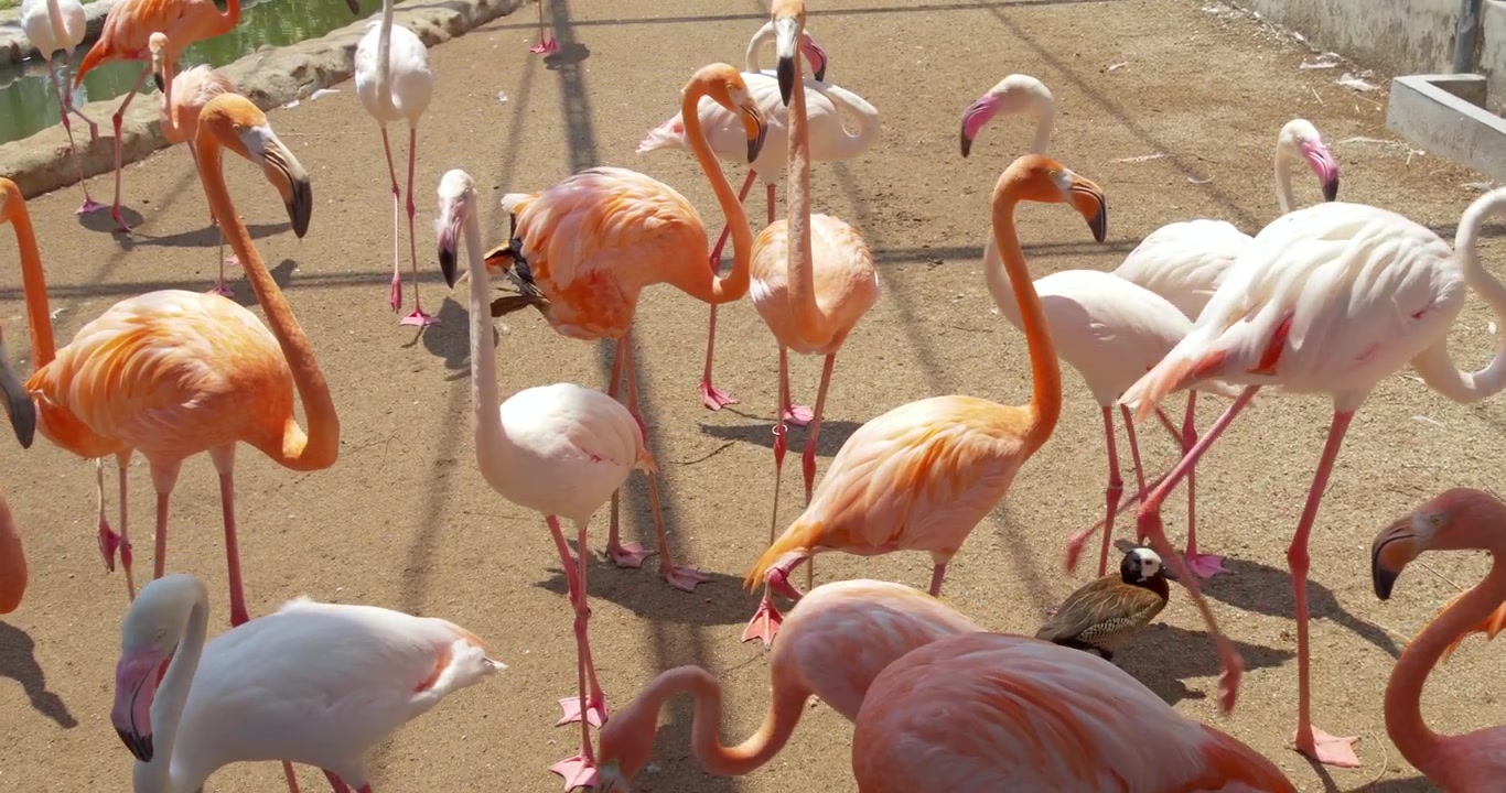 Un vivace gruppo di fenicotteri con diverse posture si raduna su terreno sabbioso sotto un recinto illuminato dal sole. Adatto per documentari sulla fauna selvatica e contenuti educativi.