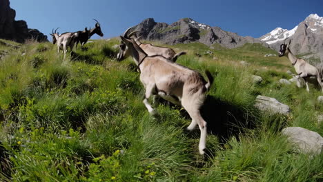 goats in the mountains