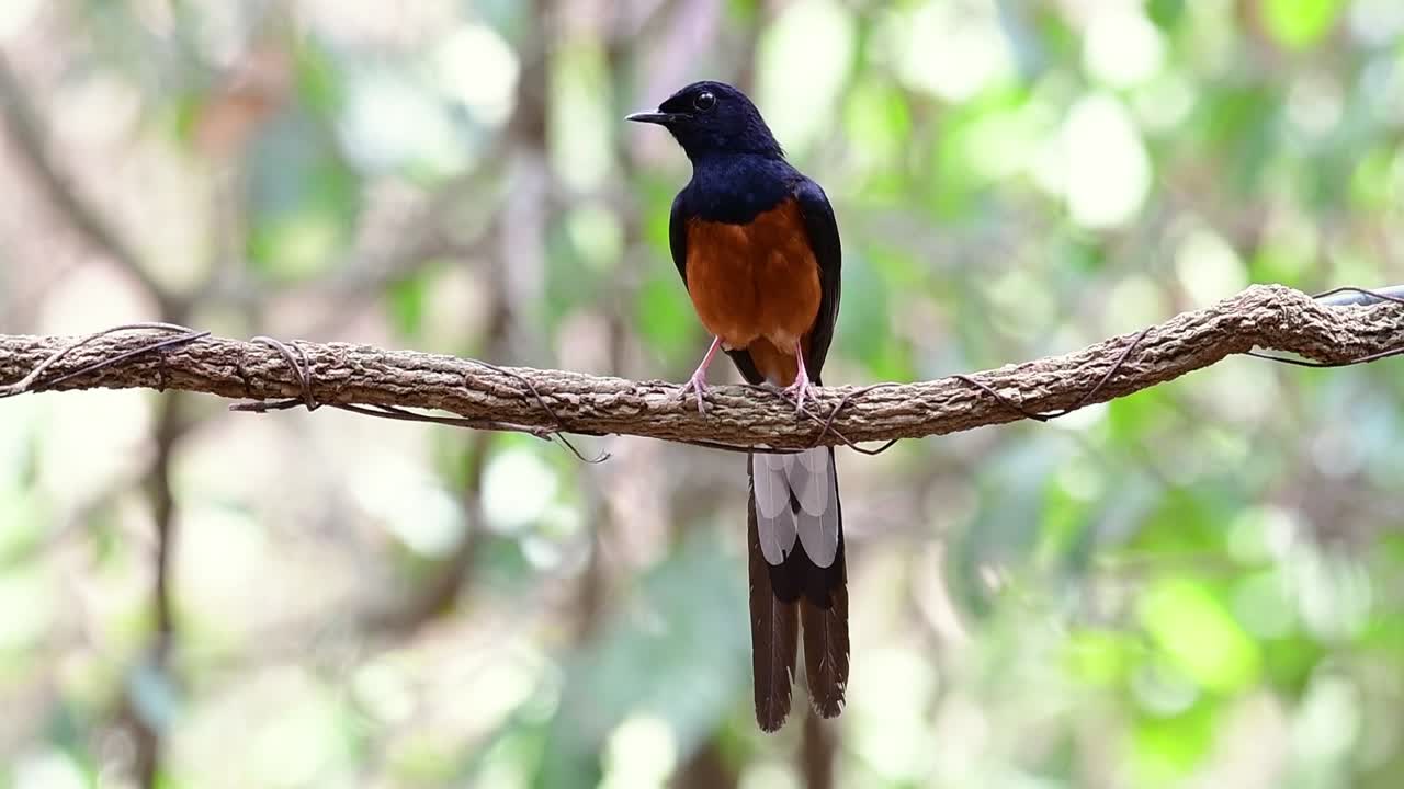 shama de rabadilla blanca encaramado en una vid con fondo bokeo del bosque, copsychus malabaricus, en cámara lenta