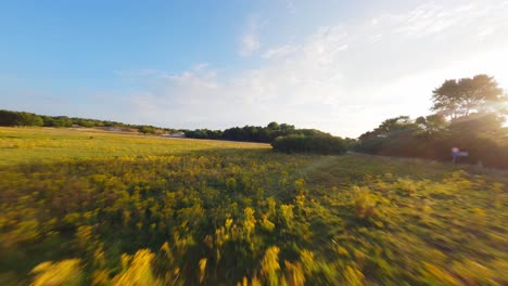 yellow and green fields in dutch landscape, fpv drone flight close to ground