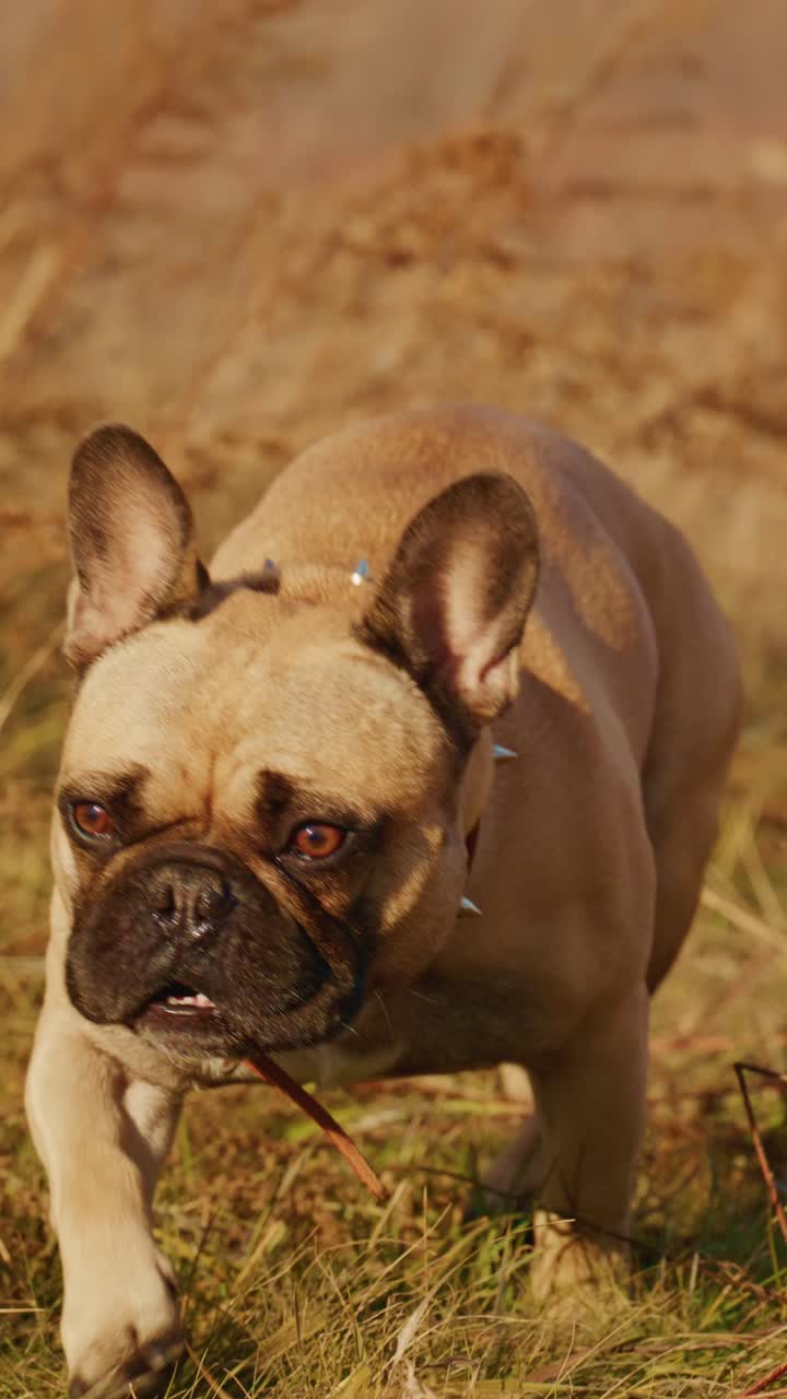 A Playful French Bulldog Explores the Tall Grass and Vibrant Landscape in a Beautiful Outdoor Setting, Capturing Moments of Joy and Curiosity in Nature's Embrace