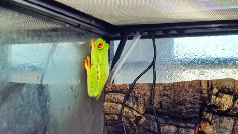 a frog with bright green skin and orange eyes is stuck in a glass cage