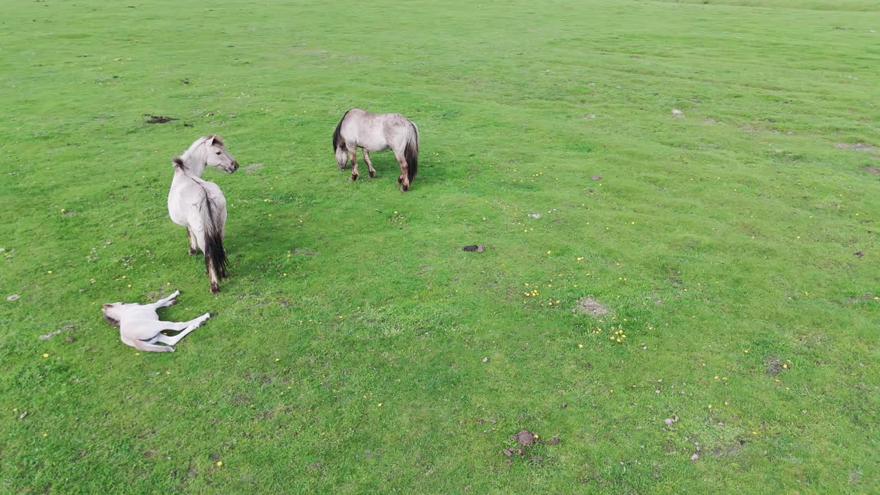 caballos salvajes y vacas auroxen corriendo en el campo del parque nacional de pope, letonia