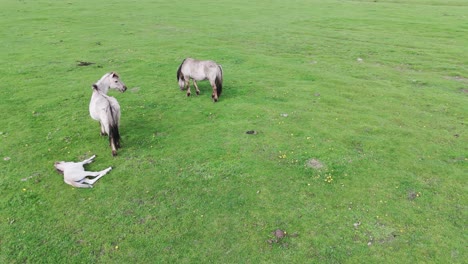 Wild-Horses-and-Auroxen-Cows-Running-in-the-Field-of-Pape-National-Park,-Latvia