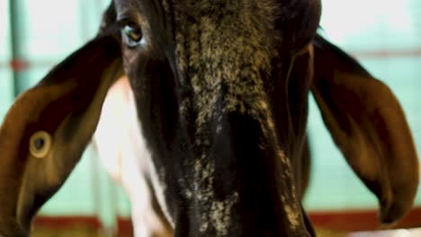 close up of a cow behind a red cage fence during the afternoon