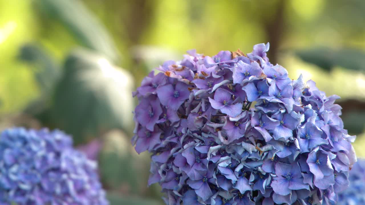 Purple hydrangea flower in soft sunlight, gentle camera movement, shallow depth of field, outdoor setting