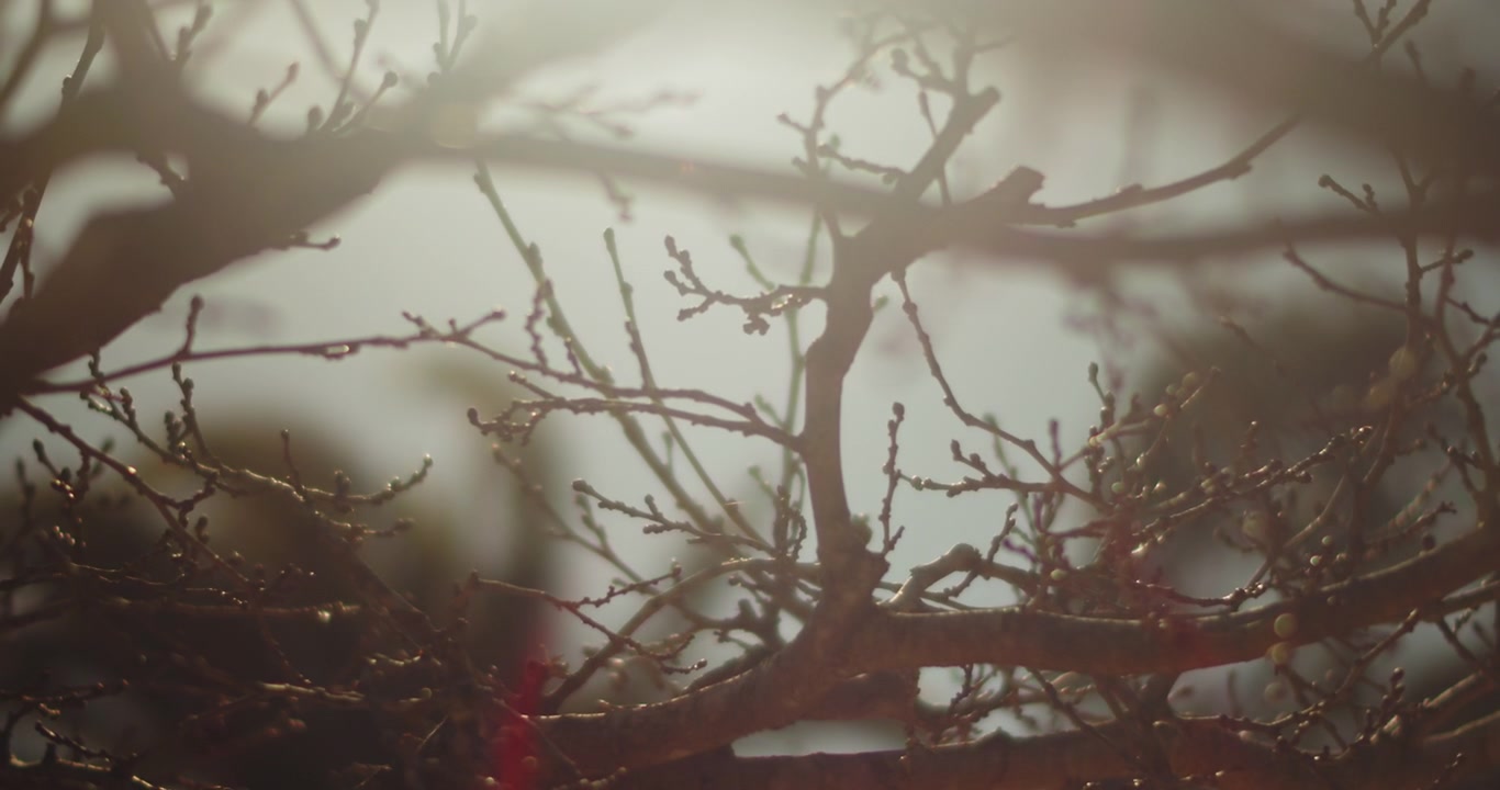Sunlight between leafless branches in autumn. Nature background. Slow motion, shallow depth of field, bokeh, close up.