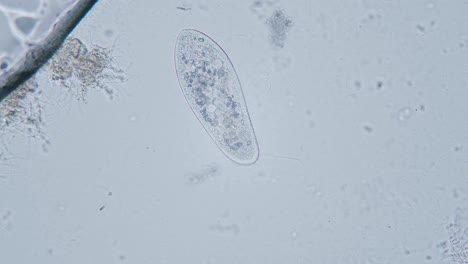 Paramecium-Große-Vergrößerung-Innerhalb-Der-Organellenbewegung-Hellfeldmikroskopische-Ansicht