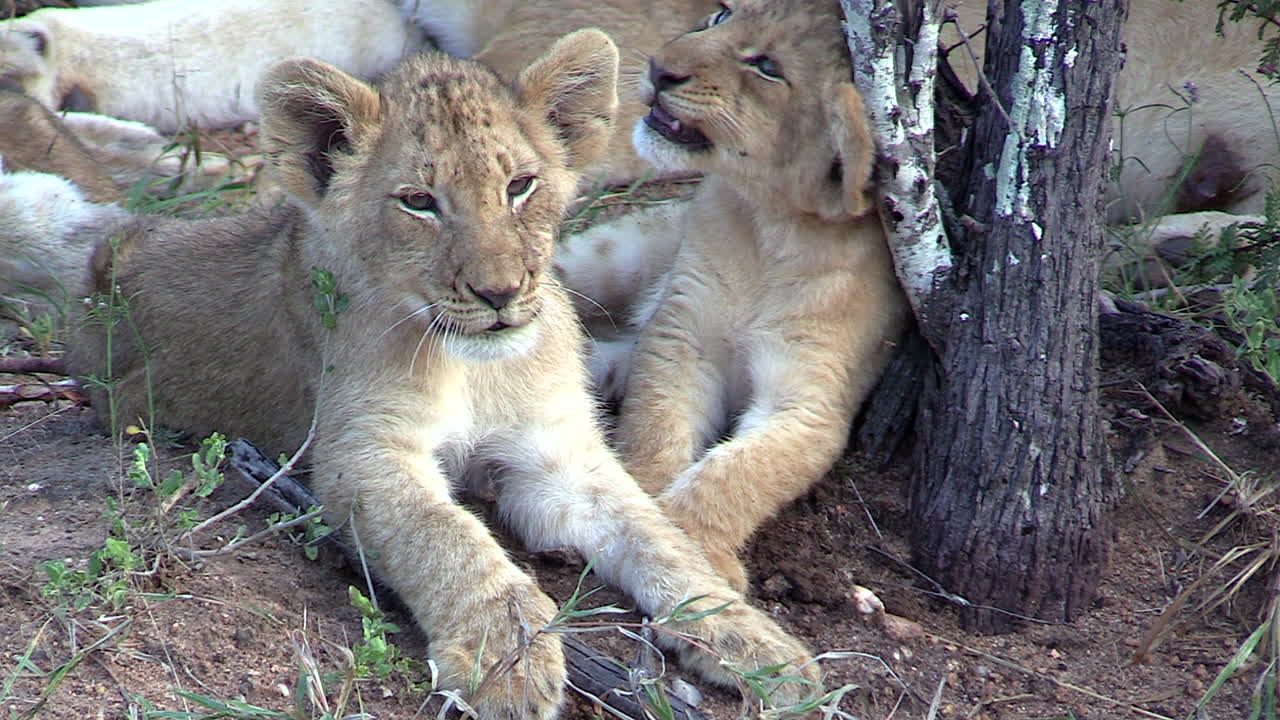 close-up de dois adoráveis filhotes de leão bocejando e acariciando um toco de árvore enquanto descansavam perto de sua mãe na natureza selvagem da áfrica