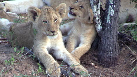 close-up of two adorable lion cubs yawning and nuzzling a tree stump while resting near their mother in the wild of africa