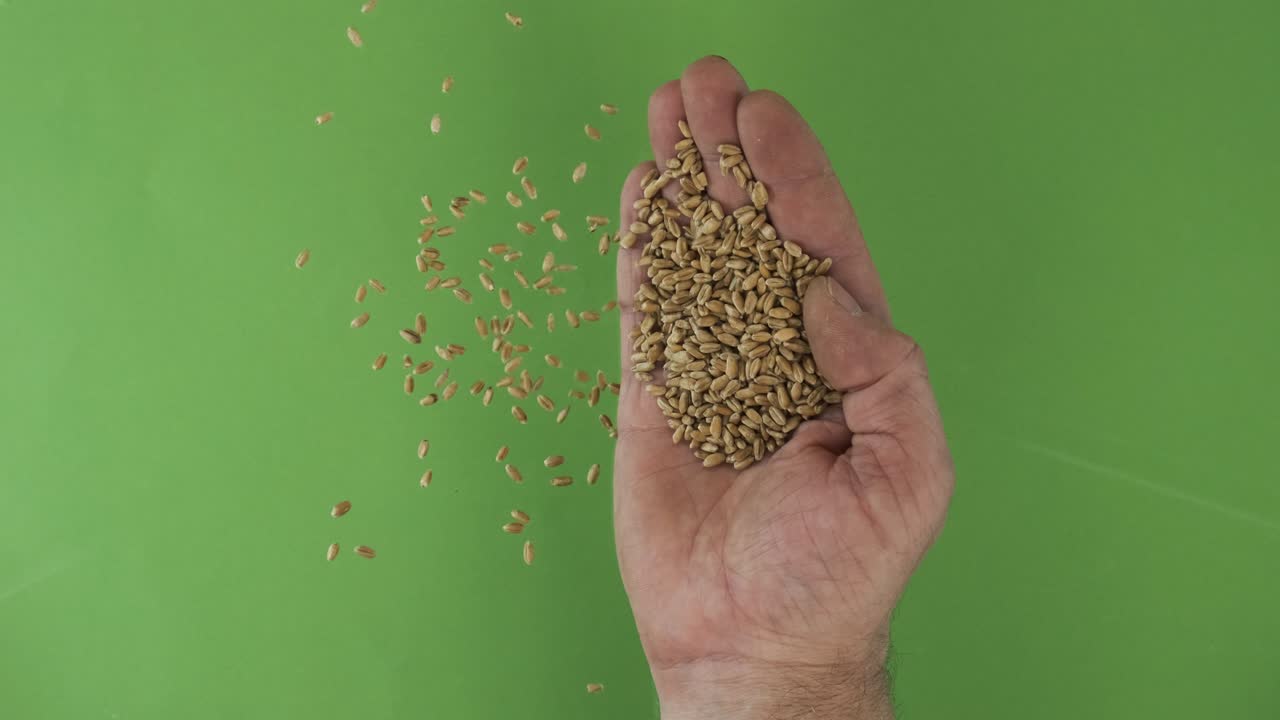 Farmer in the palm holds wheat grains. Pile of grains from a hand fall down on a green background. Top view.