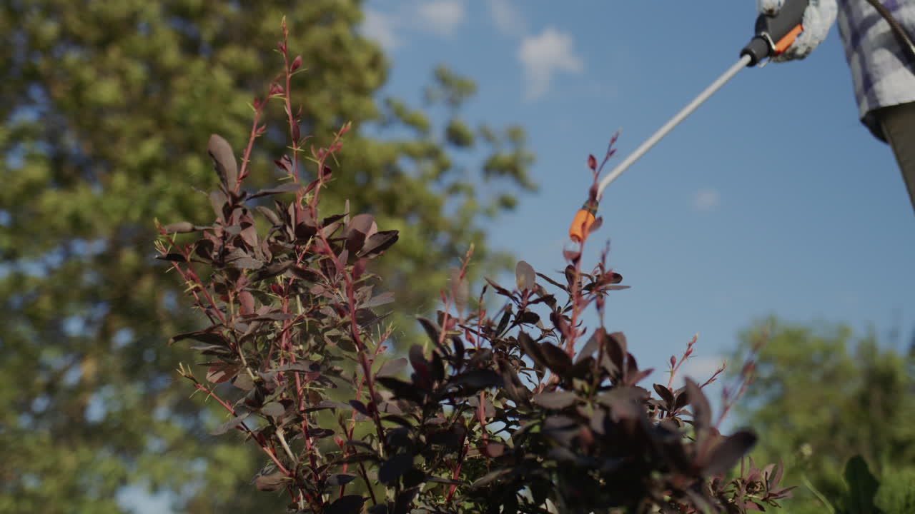 granjero rocía arbusto de agracejo