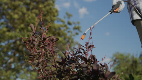 Farmer-sprays-barberry-bush